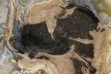 Petrified Wood (Schinoxylon) Slab - Blue Forest, Wyoming #141315-1